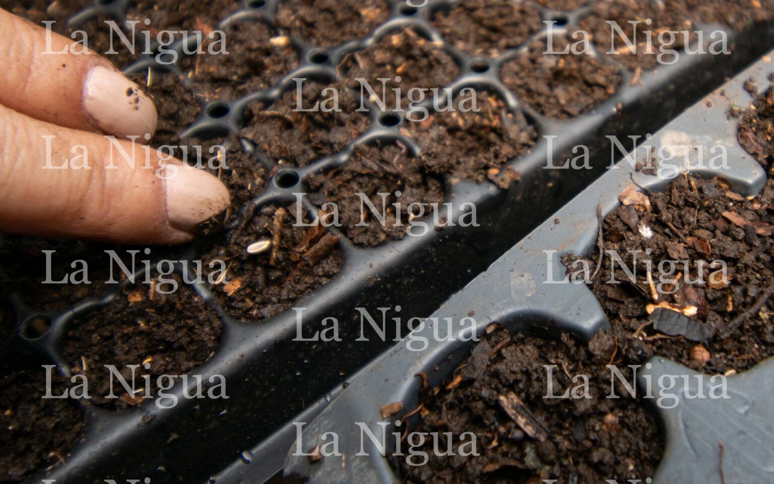 Germinan semillas ornamentales y plantas medicinales en taller