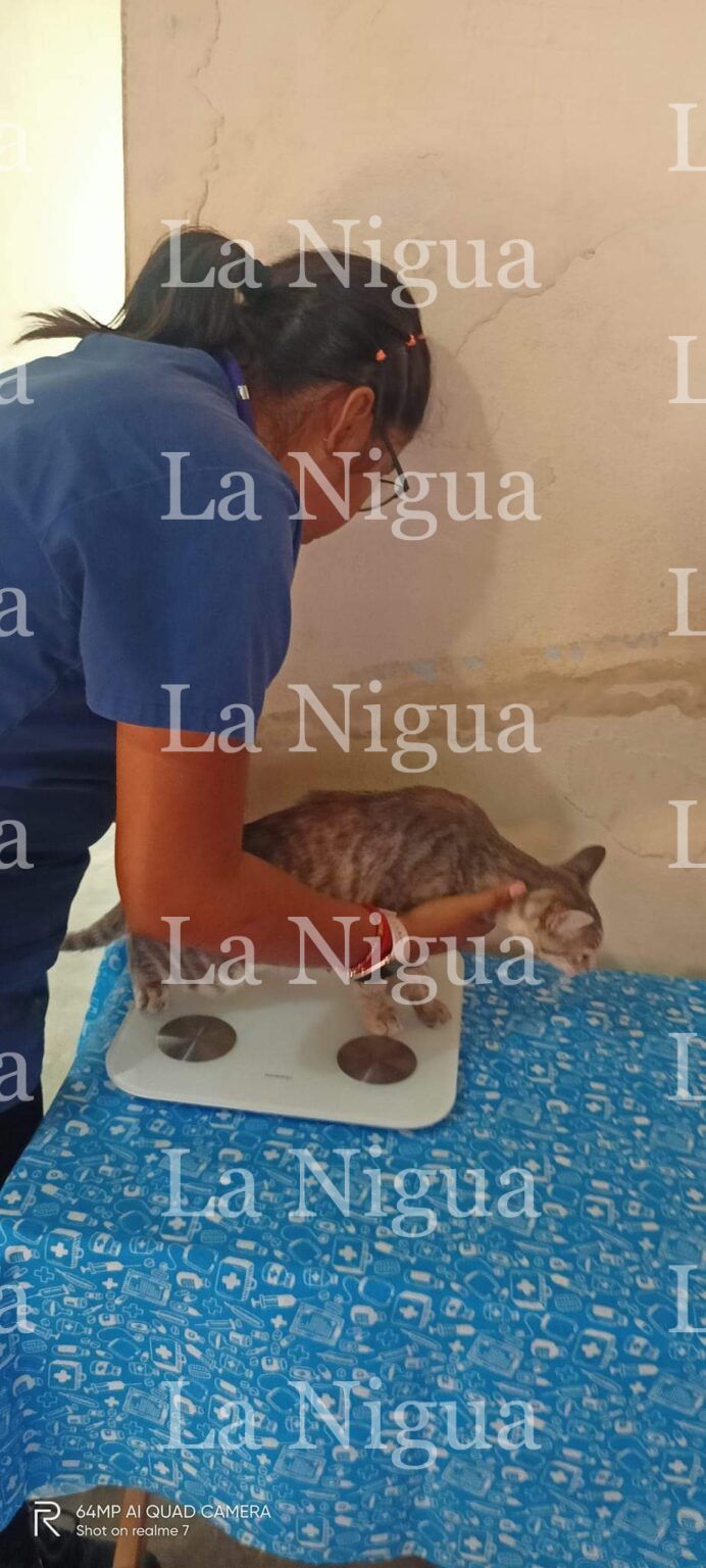 Realizan jornada de esterilización de perros y gatos en Las Choapas.