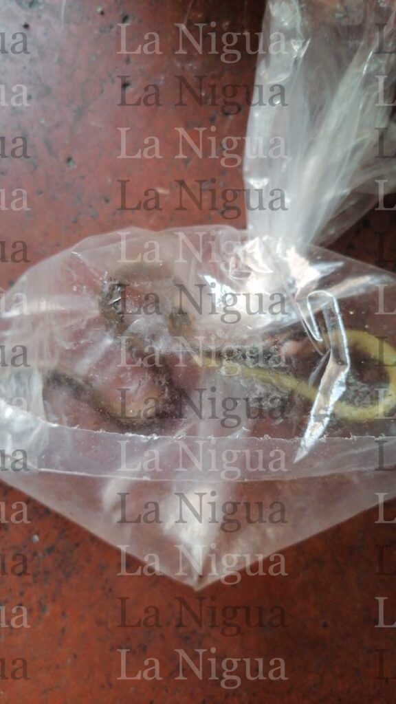 Nido de víboras en la Sidra , Córdoba