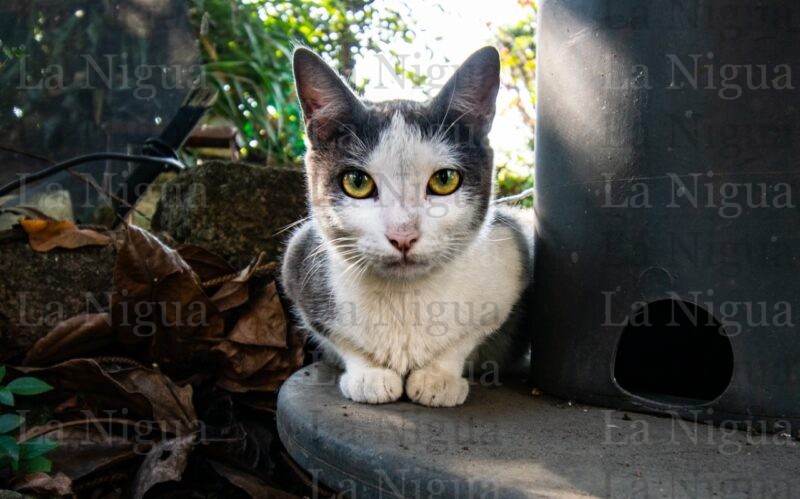 Este miércoles “Brigada Médico Veterinaria en tu colonia”; llegará a Berlín