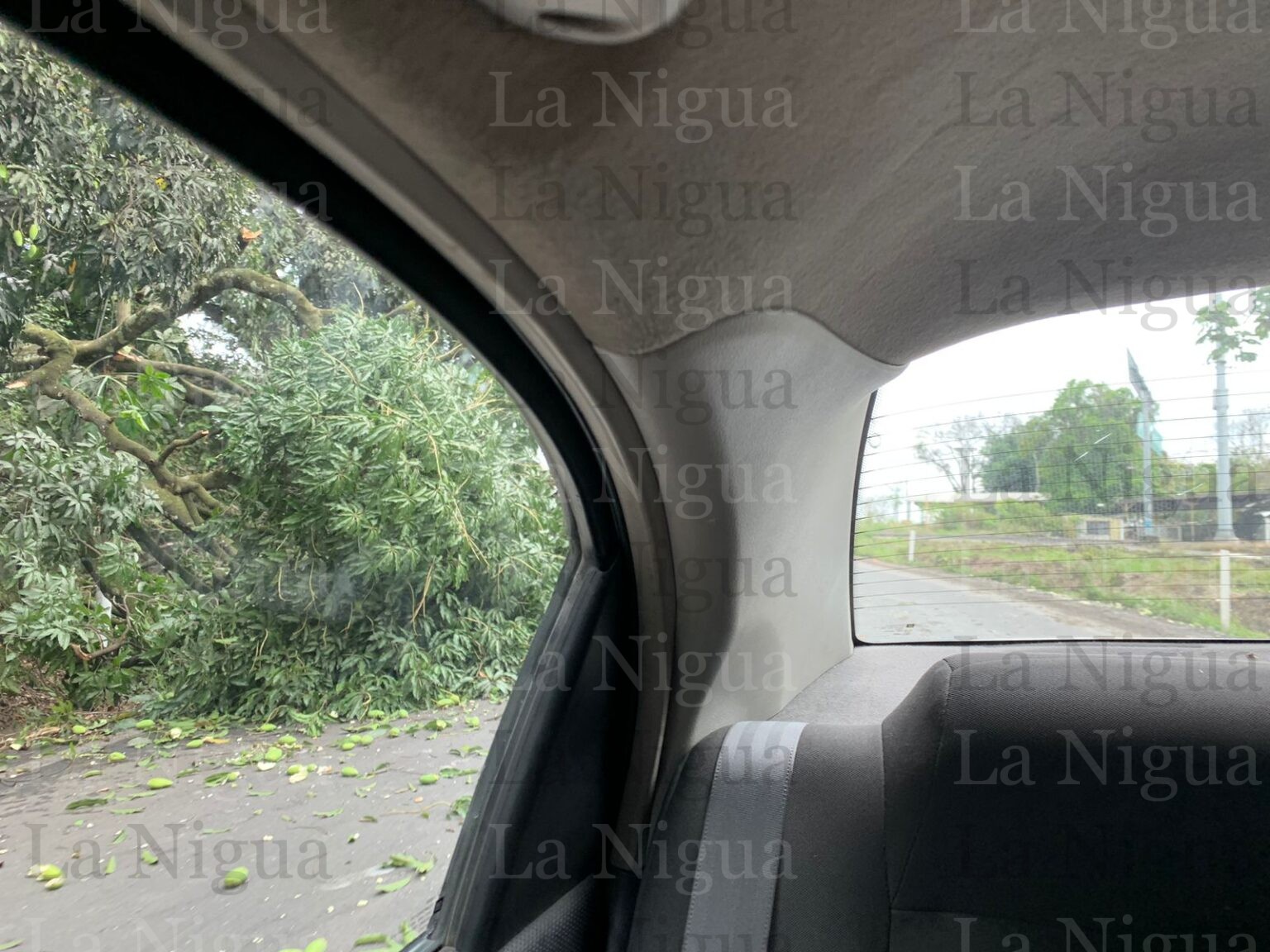Árbol caído en entronque de la autopista y Potrero