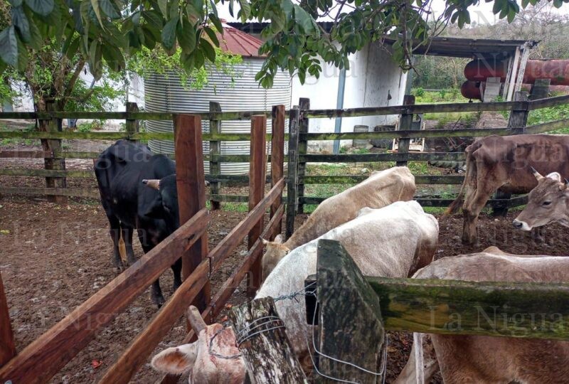 Rescatan vaquitas que estaban siendo robadas