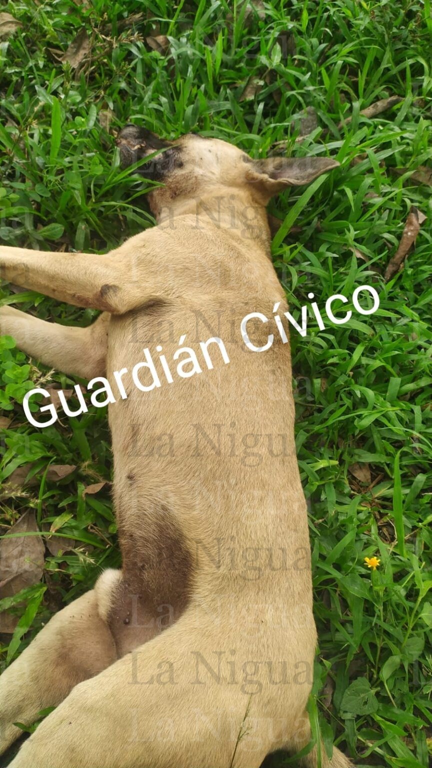 Continúan envenenando mascotas