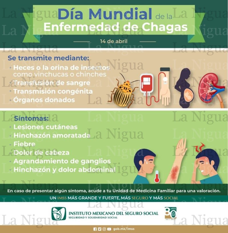 Informa IMSS Veracruz Sur sobre enfermedad de chagas