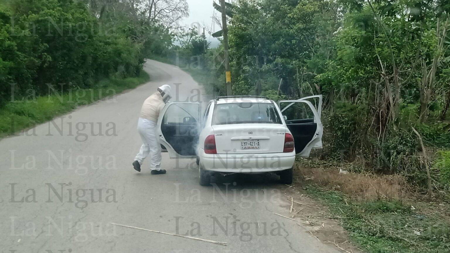 TRABAJADORES SUFREN MÁS DE 100 PIQUETES EN ATAQUE DE ABEJAS