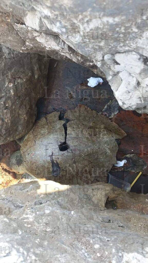 Encuentran Tortuga Lora muerta en la escollera.
