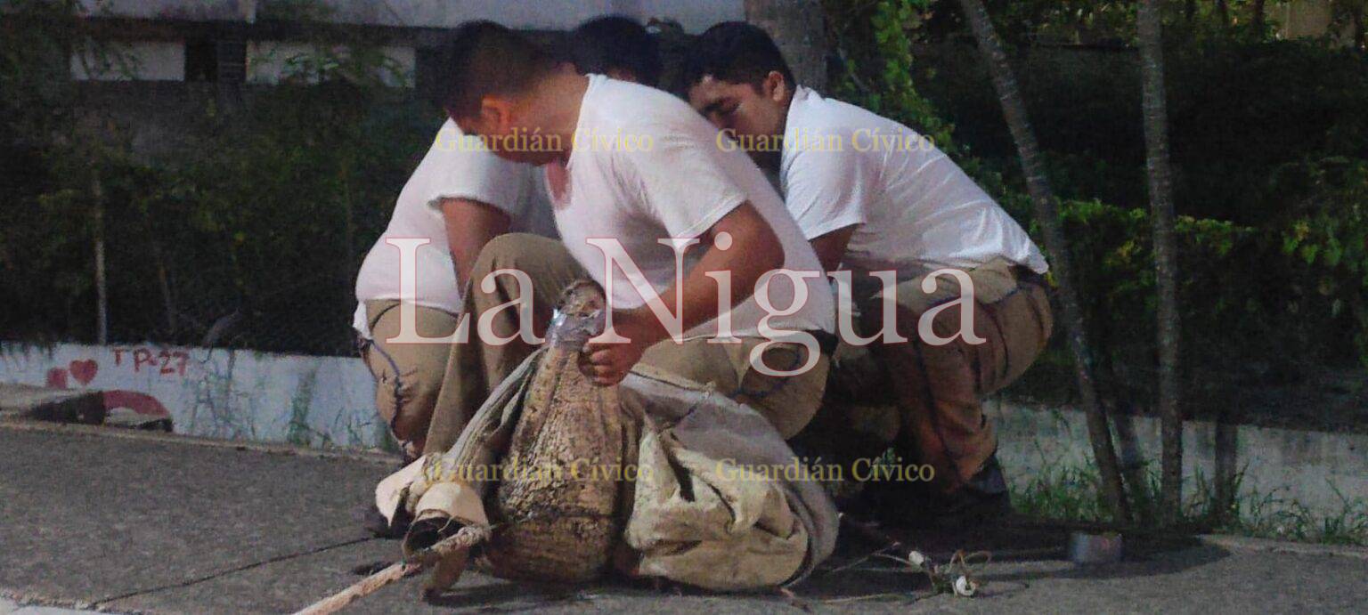 Capturan enorme lagarto, paseaba cerca del perimetral en Tampico IMG 20230627 WA0069
