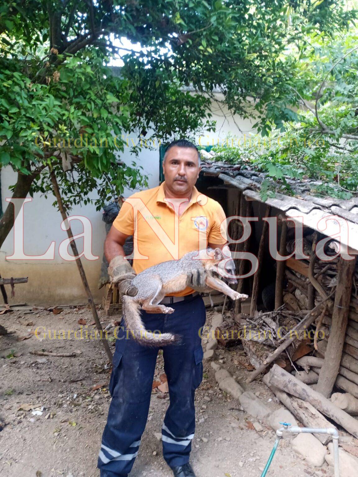 BOMBEROS CAPTURAN ZORRO QUE SE REFUGIABA EN UN DOMICILIO
