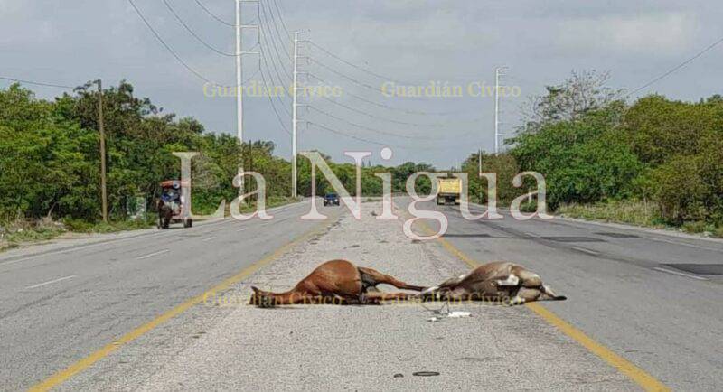 Dos caballos murieron tras ser atropellados en el Cortador Urbano de Altamira