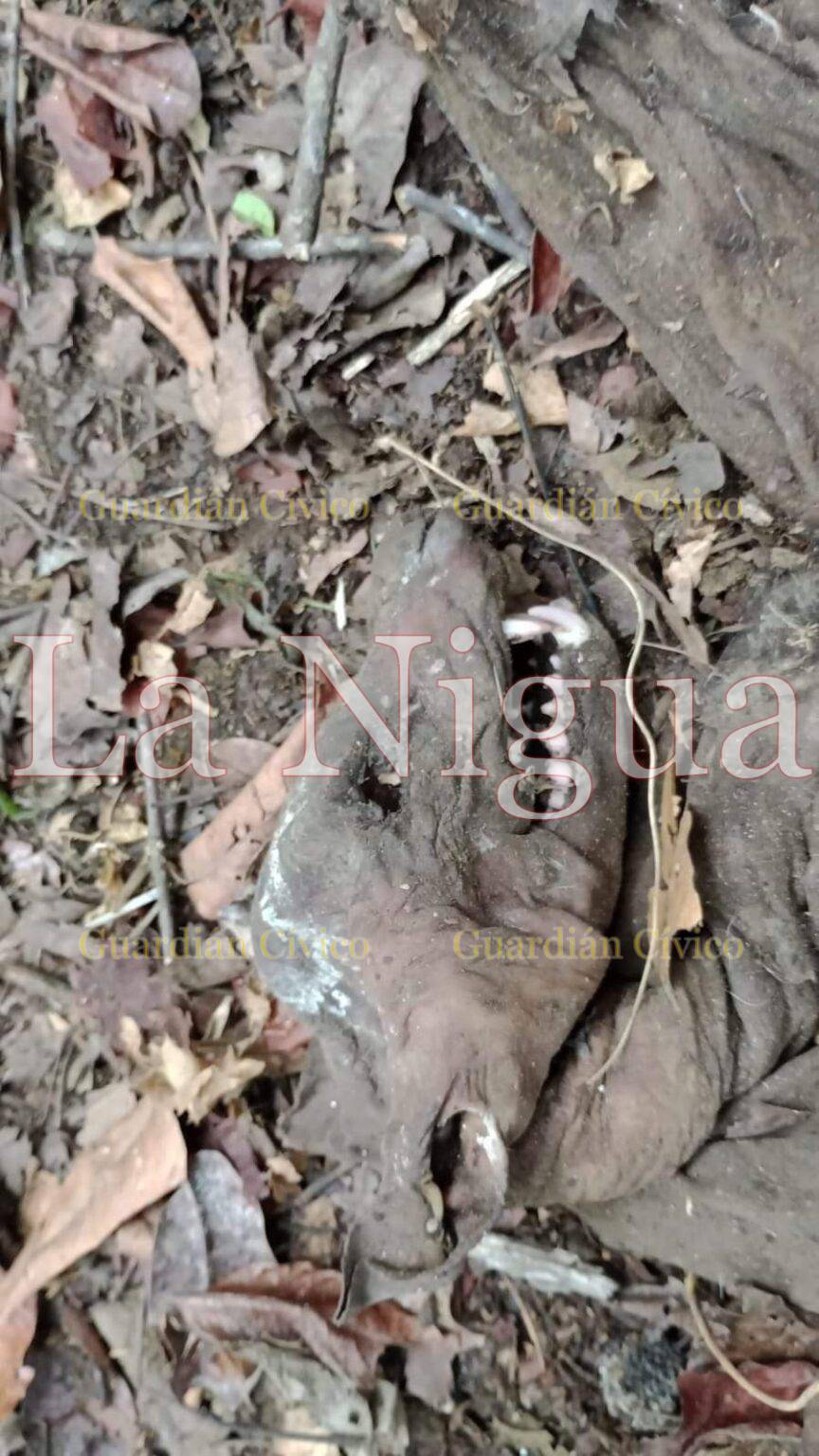 Extraño animal hallado muerto en Tantoyuca*Habitantes creen en un nahual