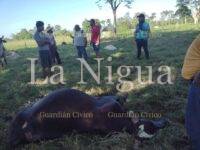 Mata Pemex ganado en Tabasco con fugas de gas por falta de mantenimiento 2 IMG 20230807 WA0107