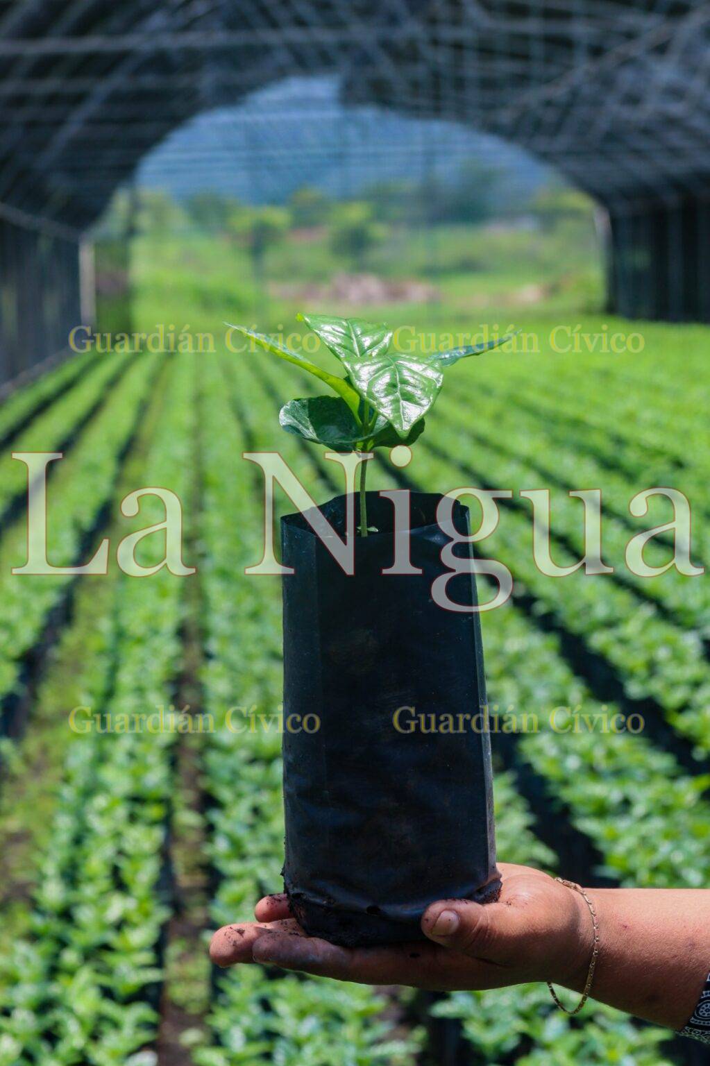 Entregarán 35 mil plantas de café a productores atoyaquenses