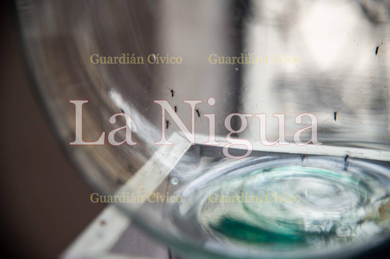 Emite Salud Municipal signos de alarma del dengue; llaman a evitar automedicarse