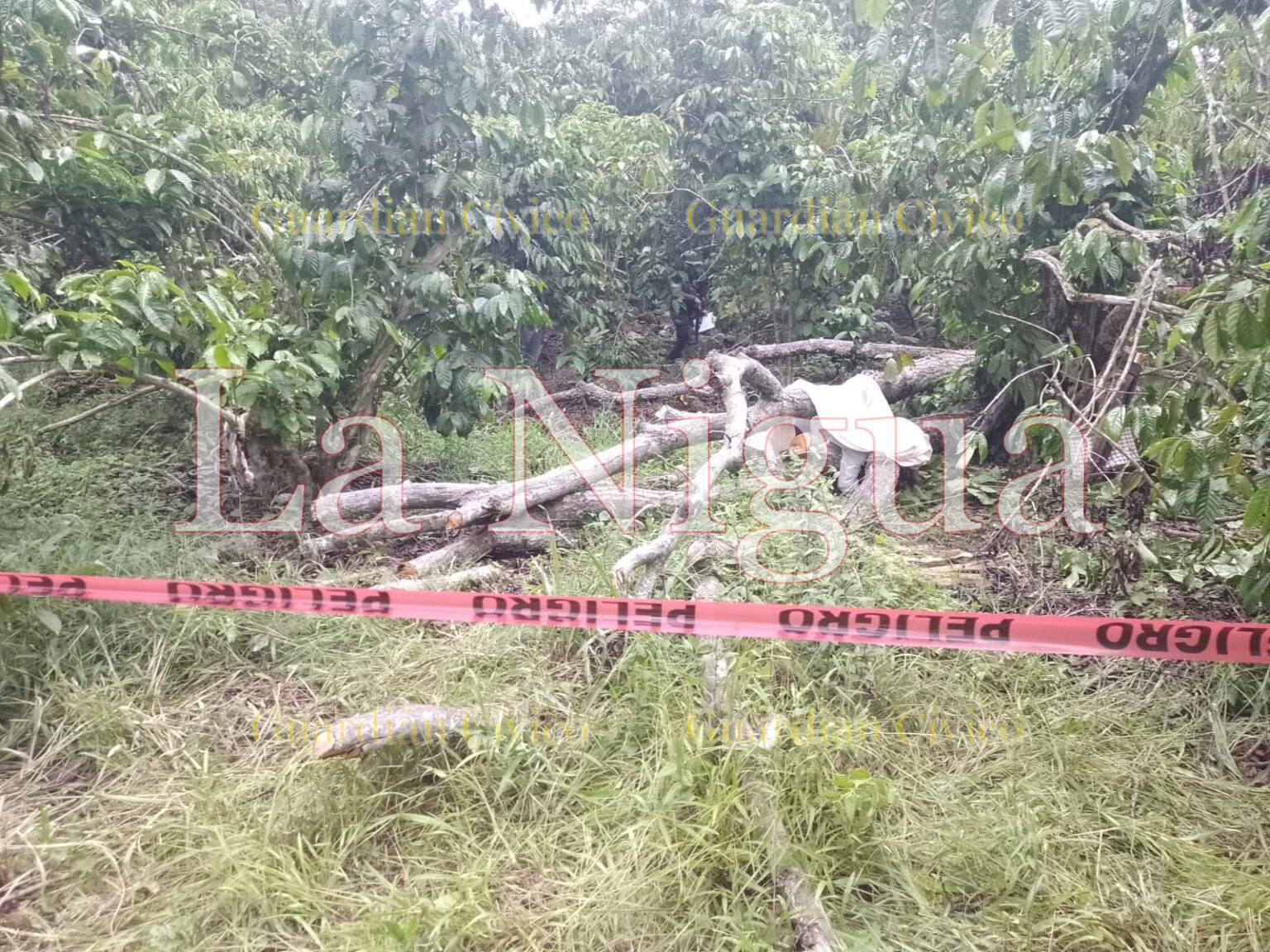 Podaba un árbol y rama  golpea mortalmente a abuelito