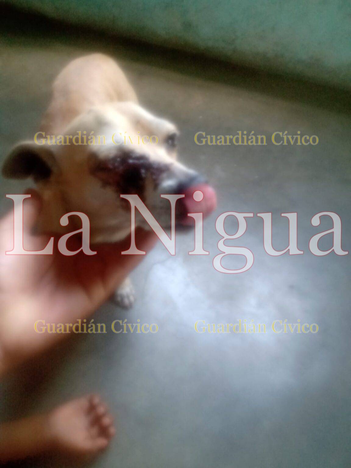 Agreden y dejan ciego de un ojo al perrito Botas en Paso del Macho