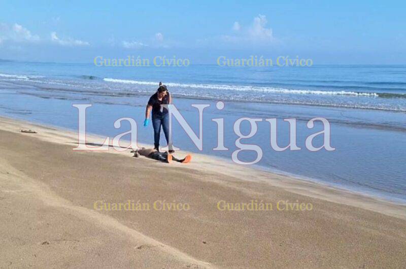 Aparece, una persona ahogada en la playa de Tuxpan