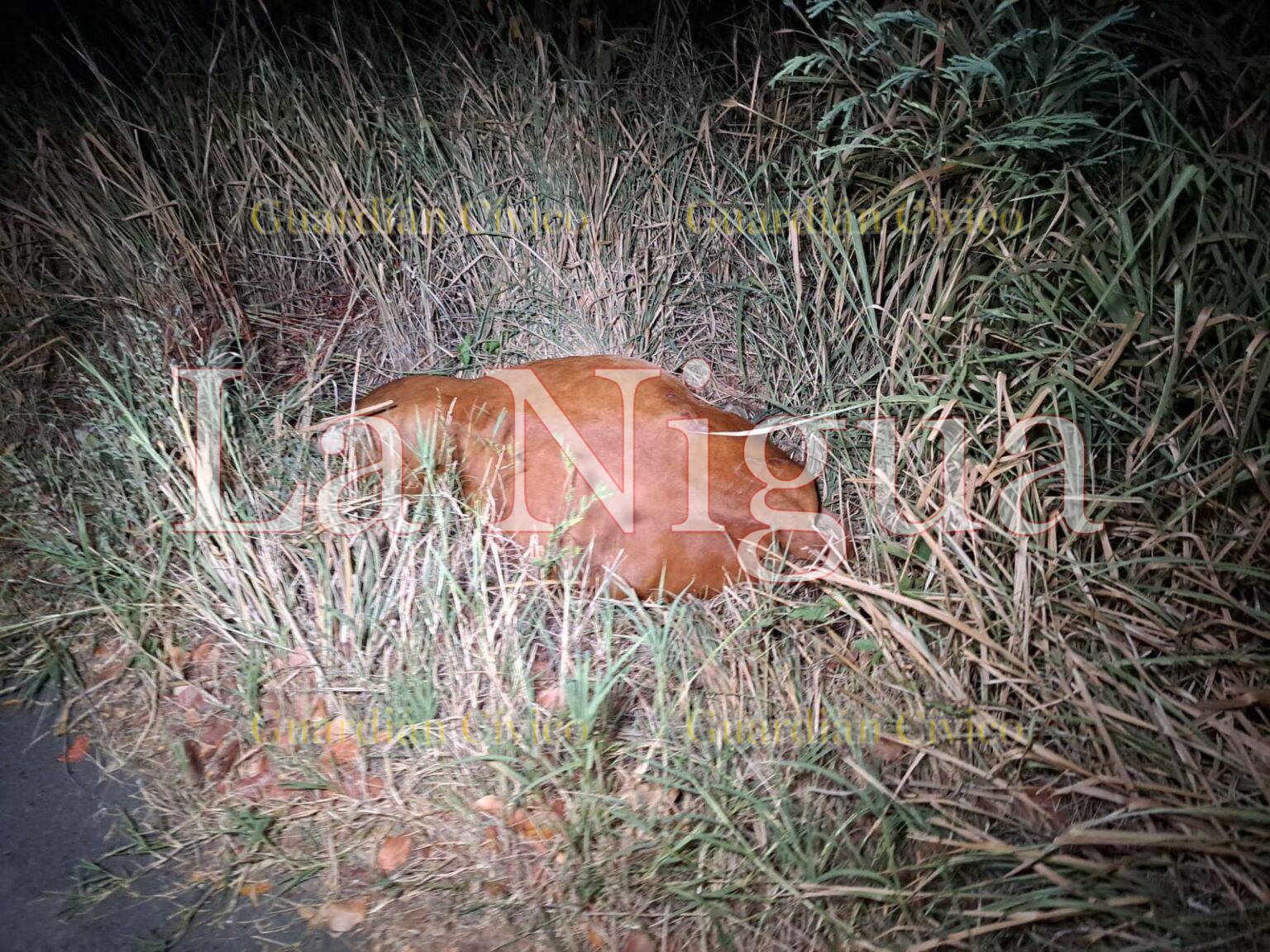 Camioneta se estampa contra un semoviente