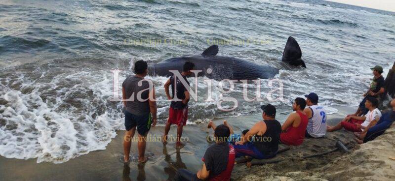 Encalla ballena en costa de Tabasco