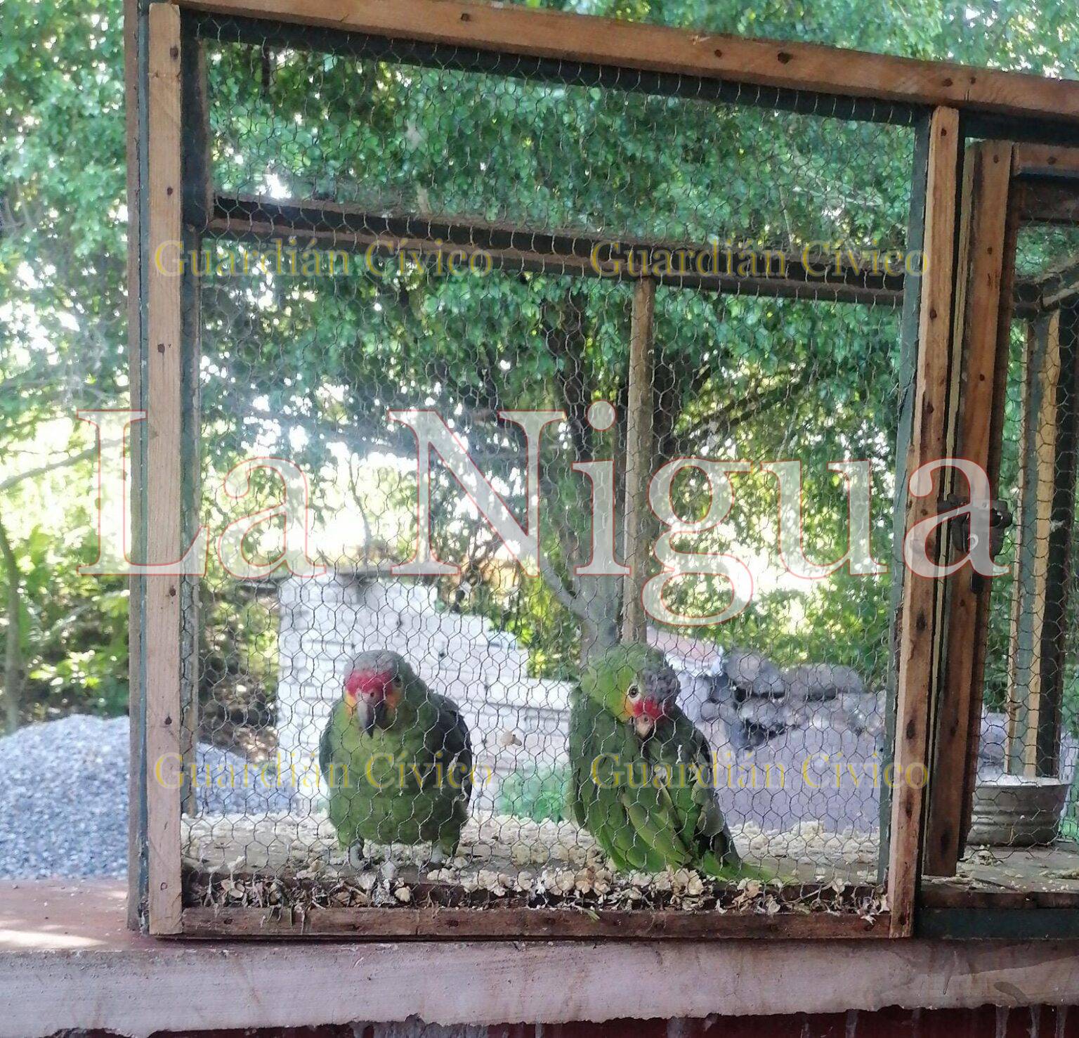 Se roban cotorros con  todo y jaula