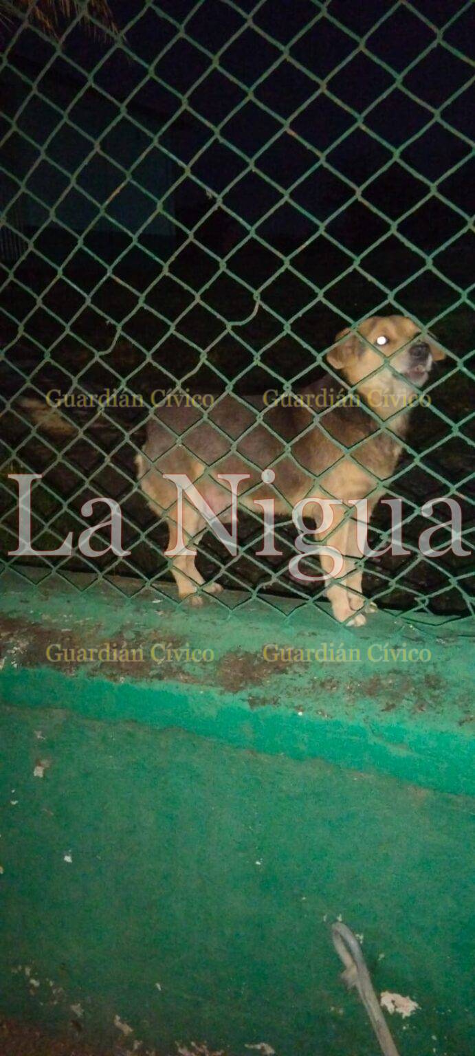 Reportan a Guardián Cívico perrito con frío que sufre mucho