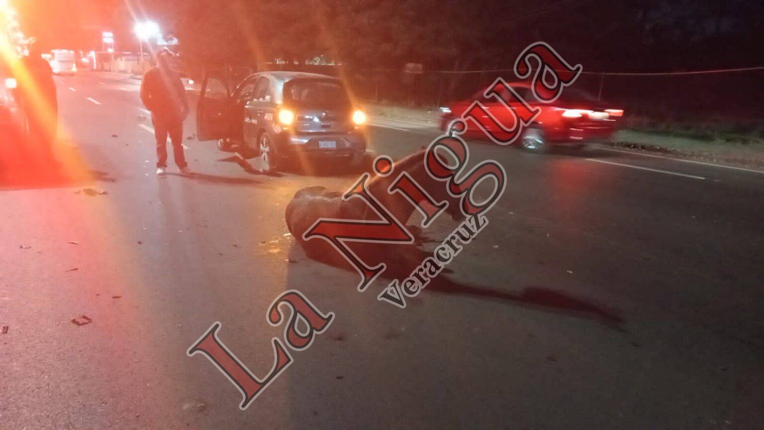 Caballos son embestidos por carro de ruta y autobús en el mismo punto y en accidentes distintos