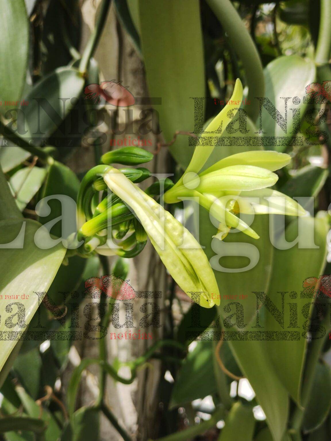 Buscan empresarios, hacer conciencia en el consumo de la vainilla a nivel nacional e internacional.