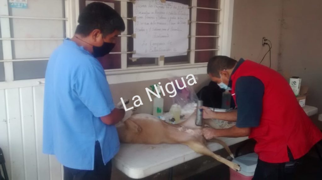 TODO UN ÉXITO LA CAMPAÑA DE ESTERILIZACIÓN CANINA Y FELINA 2020