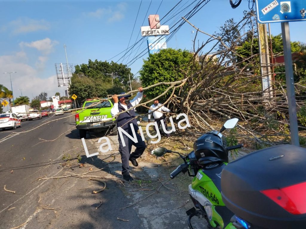 Tras fuertes rachas de vientos, habido varias afectaciones en Xalapa