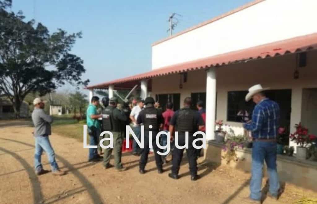 Recuperan 14 cabezas de ganado de casi 200 robadas en Sayula de Alemán, Veracruz