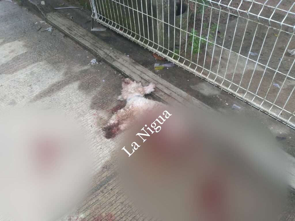 Pitbull mata a perrito en Las Choapas