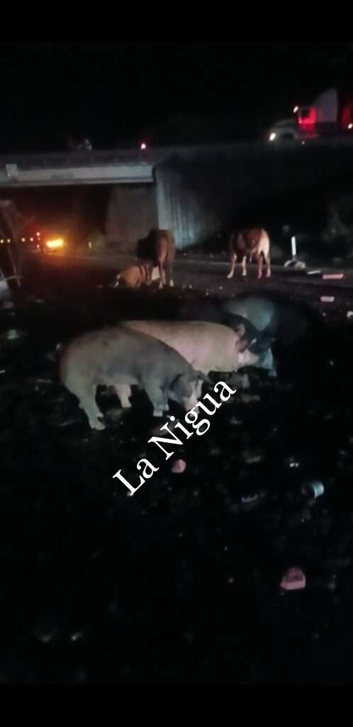 Vuelca camión cargado de marranos en las cumbres de Maltrata.