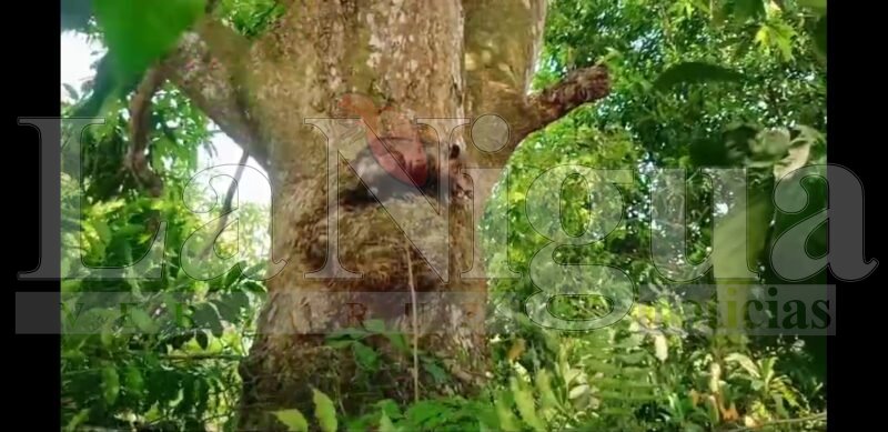 Resulta herido tlacuache en incendio