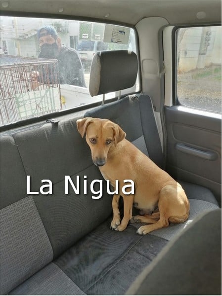 Centro de Bienestar Animal Córdoba resguarda canes con reporte de agresividad