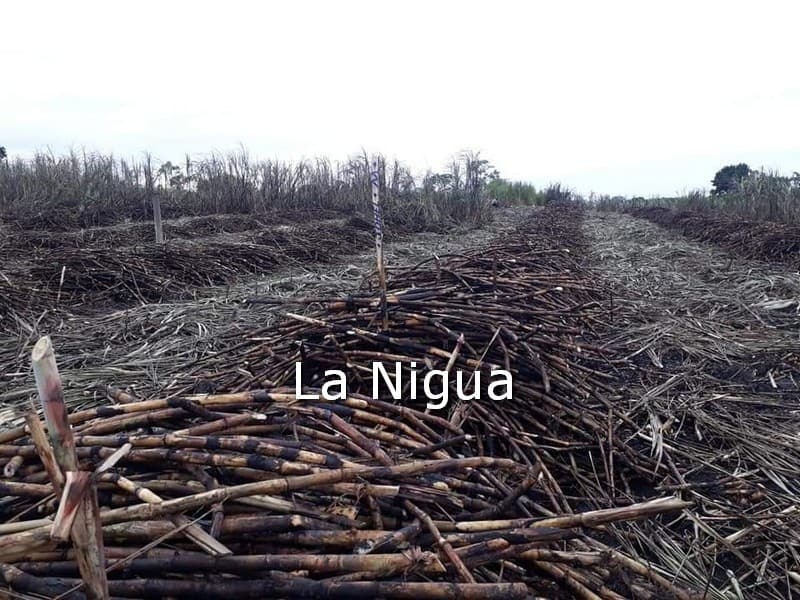 El Potrero inicia zafra en Diciembre