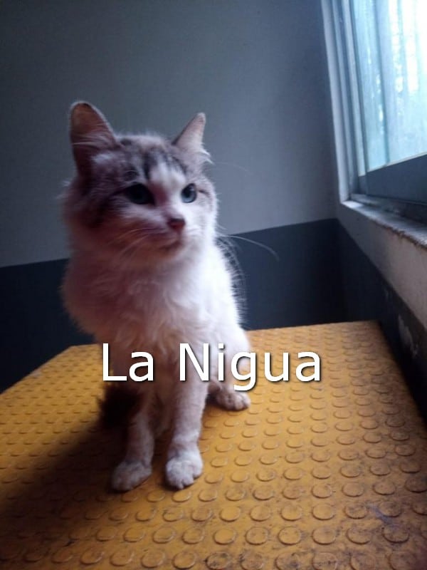 Centro de Bienestar Animal busca hogar para 19 animales de compañía