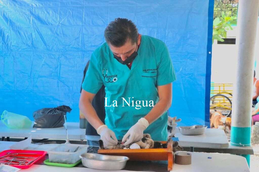 EN IXTACZOQUITLÁN , SE ESTÁ LLEVANDO A CABO LA “CAMPAÑA DE ESTERILIZACIÓN CANINA Y FELINA”, POR EL BIENESTAR DE TODOS.