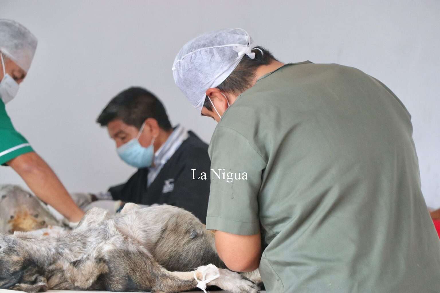 EL AYUNTAMIENTO DE IXTACZOQUITLÁN CONTINÚA CON LA CAMPAÑA DE ESTERILIZACIÓN CANINA Y FELINA COMPLETAMENTE GRATUITA EN LAS COMUNIDADES.