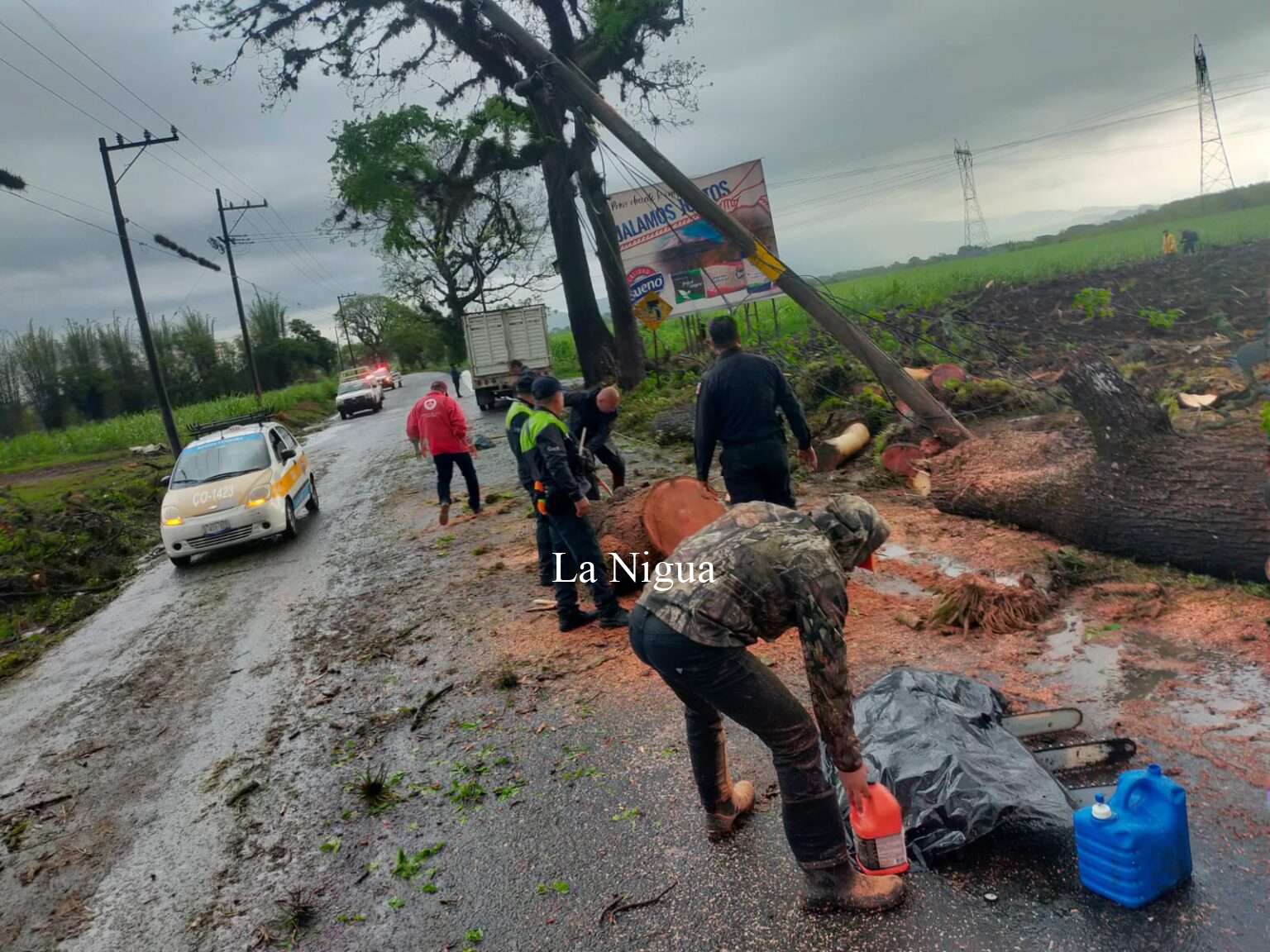 Liberan carretera 20 de Noviembre – San José de Tapia por caída de árbol