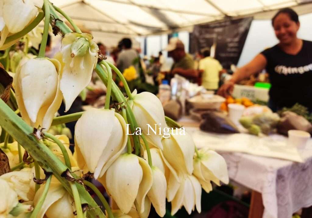 Concursarán 46 platillos en el Primer Festival de la Flor de Izote