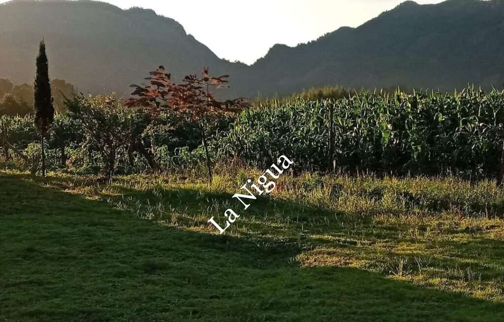 Mercados de Orizaba  se cerraron  para  productores locales