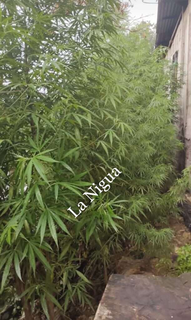 Asegura SSP, un plantío de mariguana en la Sierra Totonaca