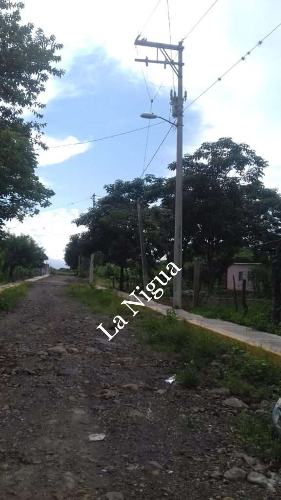 Piden apoyo para retirar ramas de los cables eléctricos en colonia de Camarón de Tejeda