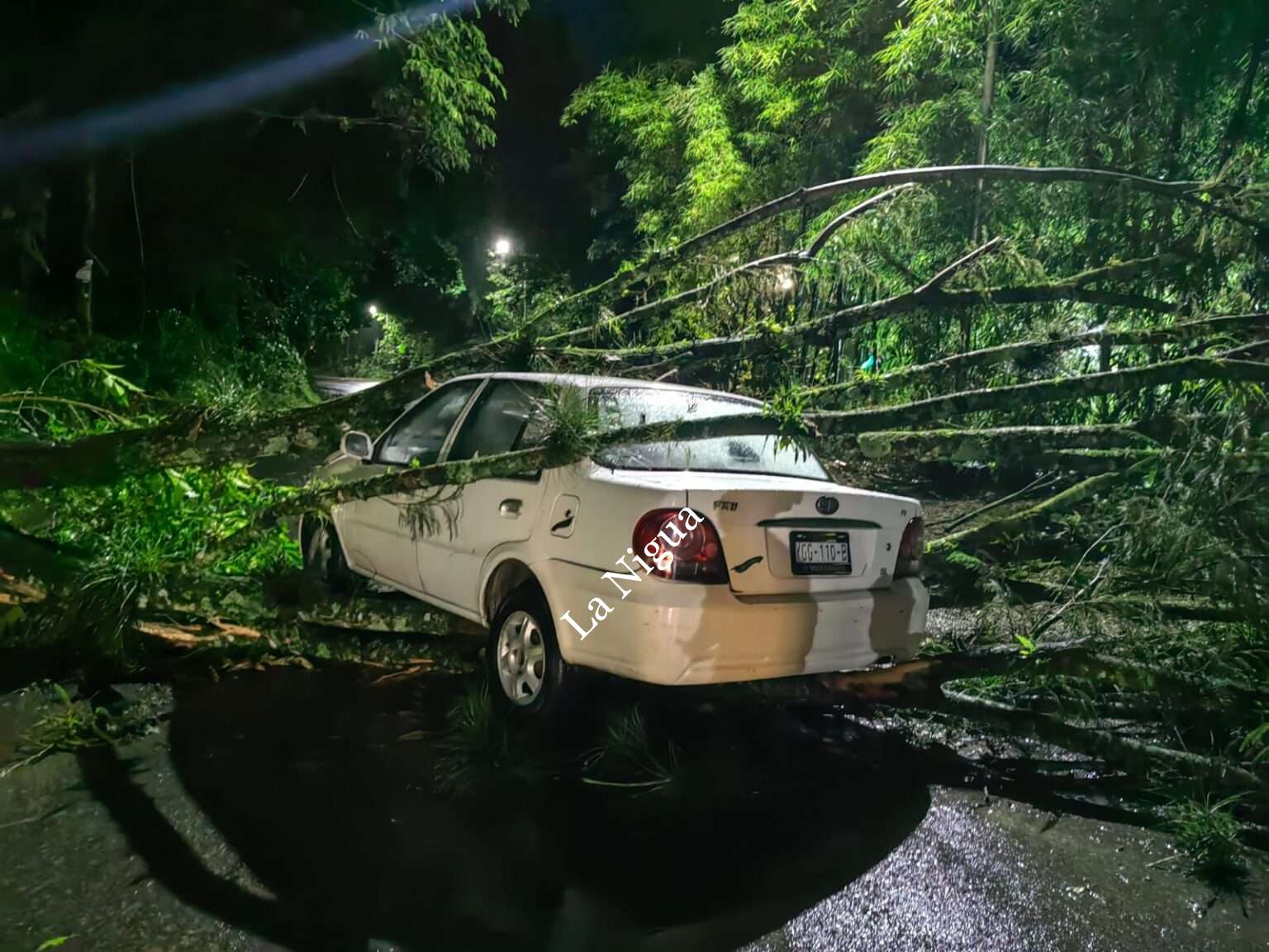 Respuesta inmediata de Protección Civil de Ixtaczoquitlán ante caída de un árbol sobre carretera federal.