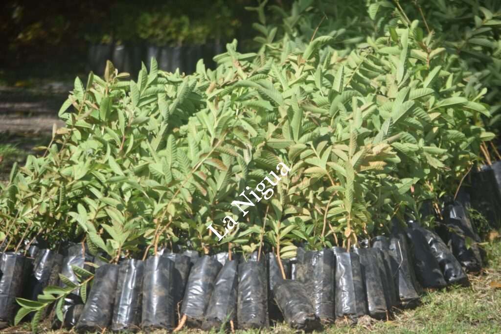 Entrega Ayuntamiento de Córdoba 14,500 árboles en la zona rural por “Sembremos Vida”