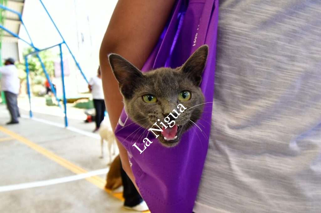 Ofrece Bienestar Animal revisión médica y vacuna antirrábica gratuita para perros y gatos