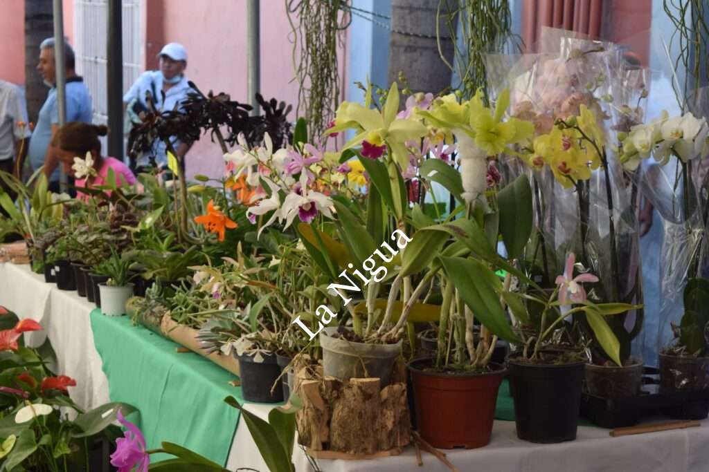 Habilitará Fomento Agropecuario Parque de Floricultura de Toxpan