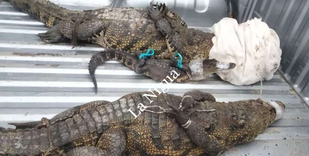 Entregan a PROFEPA 4 lagartos que estaban como mascotas en Las Choapas