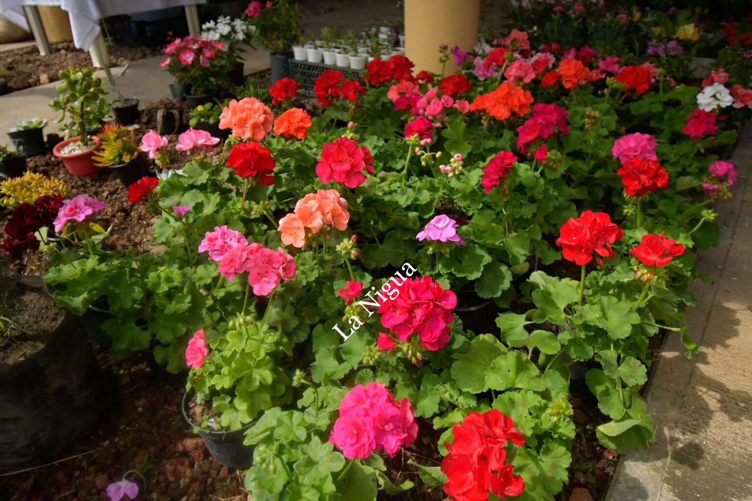 Inaugura Presidente Juan Martínez Parque de Floricultura en impulso a productores de Córdoba