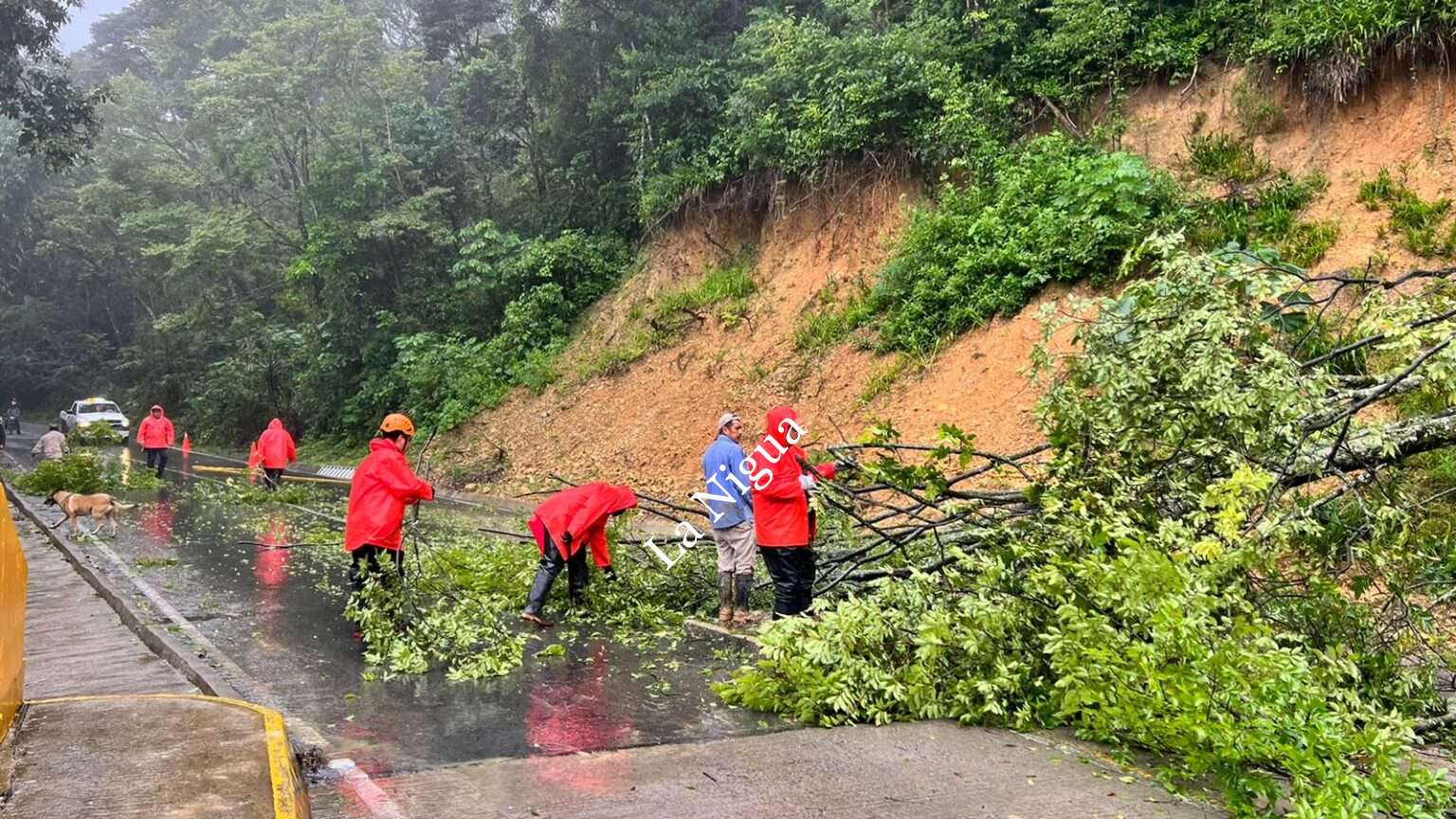 Unidades de Emergencia de Ixtaczoquitlán responden rápidamente al retiro de un árbol que estaba apunto de caerse.