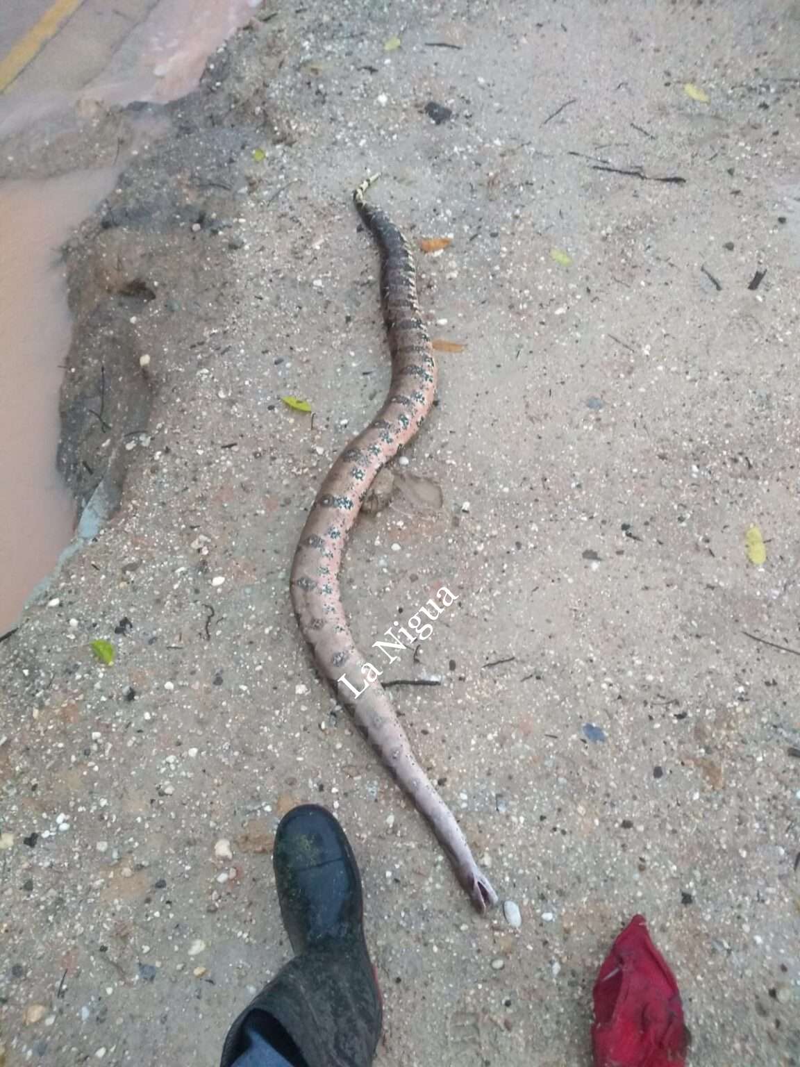 Hallan “orchan” por el hospital de Las Choapas